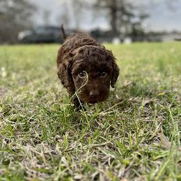 Aussiedoodle and Poodle Puppies from Diamond M Poodles and Doodles