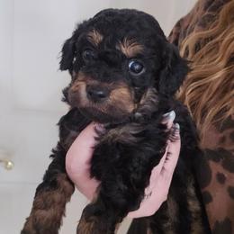 Bitsy - Phantom female Bernedoodle puppy in Galena, Illinois from Perry's doodles
