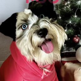 Paris - Miniature Schnauzer