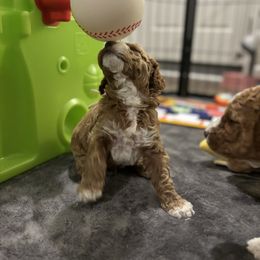 Goldendoodle Puppies from Ivy’s Doodles