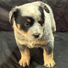 L63-01 - Blue male Australian Cattle Dog puppy in Sheridan, Oregon from 6pk Cattledogs