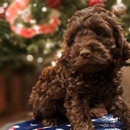 Henry - Cockapoo puppy from Ouachita River Cockapoos