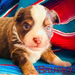 Girl 1 - Red tri female Toy Australian Shepherd puppy in Red Oak, Texas from Brushy Creek Aussies & Mini Aussies