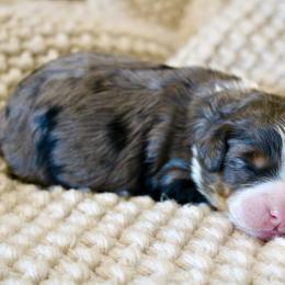 Angel - Blue merle female Bernedoodle puppy in Apple Creek, Ohio from Cuddle Paws
