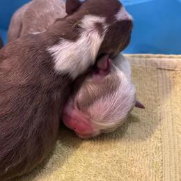 M. Lilac Male - Lilac male Boston Terrier puppy in Mc Donough, Georgia from Ballard Boston Terriers