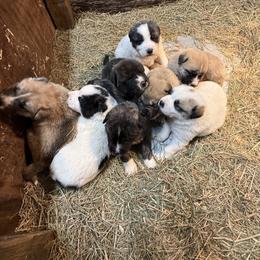Boy 1 - Brindle male Mastiff puppy in Port Townsend, Washington from Pam’s Perfect Pugs & MasPyrs