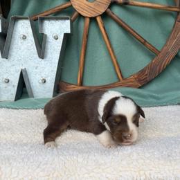 Bingo - Red tri female Miniature Australian Shepherd puppy in Checotah, Oklahoma from Wild Outlaw Aussies