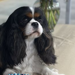 BB - Cavalier King Charles Spaniel