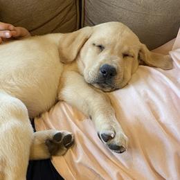 Labrador Retriever Puppies from Knotty Creek Labradors