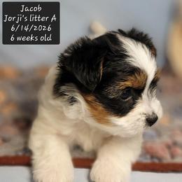 Jacob - Black tan and white male Biewer Terrier puppy in Conetoe, North Carolina from Southern Belle's Biewer Terriers & Papillons