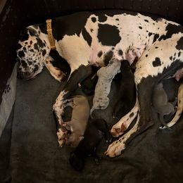Echo - Great Dane