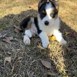 Max - Black and tan male Pembroke Welsh Corgi puppy in Star City, Arkansas from T4 Farms