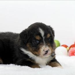 Female 3 - Black tri female Miniature American Shepherd puppy in Childress, Texas from Taylor Farms