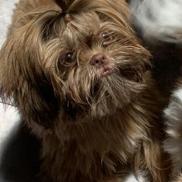 Poppy - Shih Tzu
