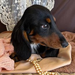 Jett - Dachshund