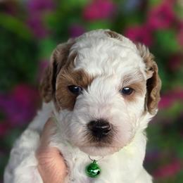 Ace Green Collar Parti - Parti male Goldendoodle puppy in Vernon, Texas from Sugarland's Texas Goldendoodles