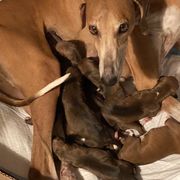 Azawakh Puppies from Azawakh Ayur-es-Sahel