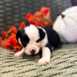 Black and white 2 - Black & white male Miniature Australian Shepherd puppy in New Bern, North Carolina from KD Miniature Aussies