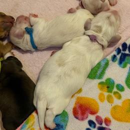 Purple collar - Dapple male Dachshund puppy in Jacksonville, Florida from Little Lords & Ladies Dachshunds