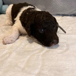 Pecan - Parti female Poodle puppy in Cleveland, Texas from Jolley Poodles