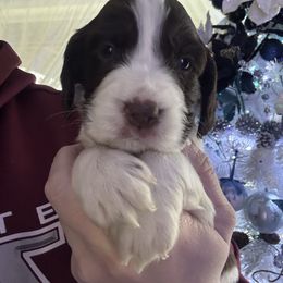 Dark blue collar - Liver and white male English Springer Spaniel puppy in Elma, Washington from McCartney Springer’s