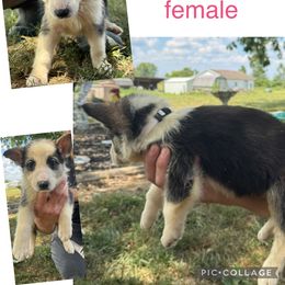 German Shepherd Puppies from Das Müller Hund Haus