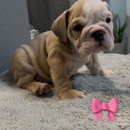 Lela - Fallow female Bulldog puppy in Cumming, Georgia from Happy Place Kennels