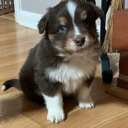 Dasher(has tail) - Red tri-color male Australian Shepherd puppy in Butler, Georgia from Aussies at Howling Hill Farm