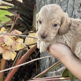 Boy 3 - Apricot Goldendoodle puppy in Bradenton, Florida from Doodle Acres