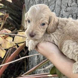 Boy 3 - Apricot Goldendoodle puppy in Bradenton, Florida from Doodle Acres