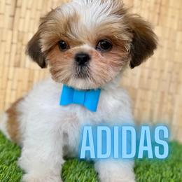 Adidas - Red and white male Shih Tzu puppy in San Tan Valley, Arizona from My Puppy Tzu