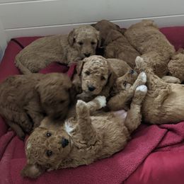 Goldendoodle Puppies from Beloved Texas Doodles