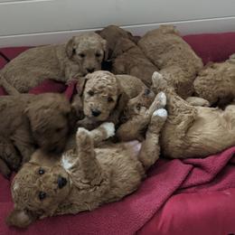 Goldendoodle Puppies from Beloved Texas Doodles