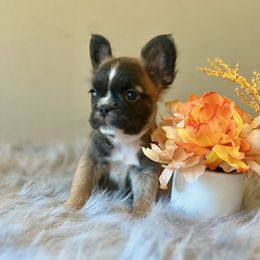 French Bulldog Puppies from Shining K Ranch