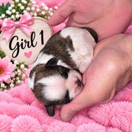 Girl 1 - Brindle and white female Shihpoo puppy in Eldon, Missouri from B&B Designer Shihpoo’s