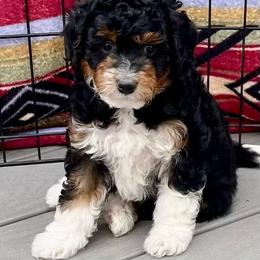 Buccaneer - Black tri-color male Aussiedoodle puppy in Larimer County, Colorado from Puppy Love Doodles