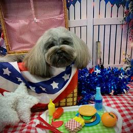 Louis - Gray male Lhasa Apso puppy in Olympia, Washington from Cassandra de la Rosa