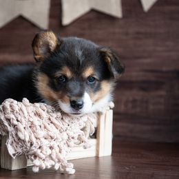 American Corgi, Australian Shepherd, and Pembroke Welsh Corgi Puppies from Clover S Farm
