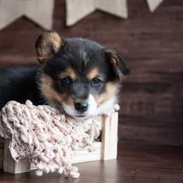 American Corgi, Australian Shepherd, and Pembroke Welsh Corgi Puppies from Clover S Farm