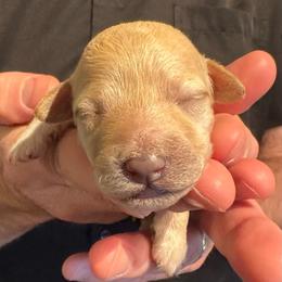 Cici - Apricot female Maltipoo puppy in Alexander, Arkansas from Durham's Designer Poos