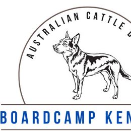 Australian Cattle Dogs from BoardCamp Kennels-AKC Australian Cattle Dogs