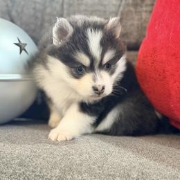 Ariya's blue boy 3 - Blue male Pomsky puppy in Enid, Oklahoma from Mile Hi Pomskies