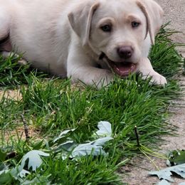 Dilute Retriever and Labrador Retriever Puppies from SmoKy Hills Labradors