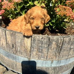 Boy 1 - Cream male Australian Labradoodle puppy in Yamhill, Oregon from FitzGerald Kennels