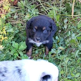 Obsidian - Black tri-color male Australian Shepherd puppy in Sultan, Washington from Van Huitt Australian Shepherds