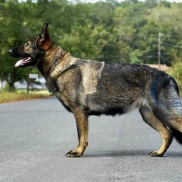 German Shepherd puppies from Lace's High Flying German Shepherds And Golden Retrievers