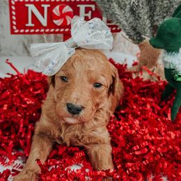 Female 5 - Apricot female Goldendoodle puppy in Otisville, Michigan from Danie’s Darling Doodles LLC