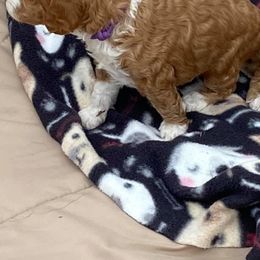 Goldendoodle and Poodle Puppies from Lisa’s Oodilly Doodles
