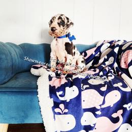 Blue Collar - Harlequin male Great Dane puppy in Alton, Illinois from Show Me Great Danes and Basset Hounds