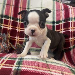 Bentley - Black and white male Boston Terrier puppy in Tampa, Florida from Bayshore Boston Terrier’s